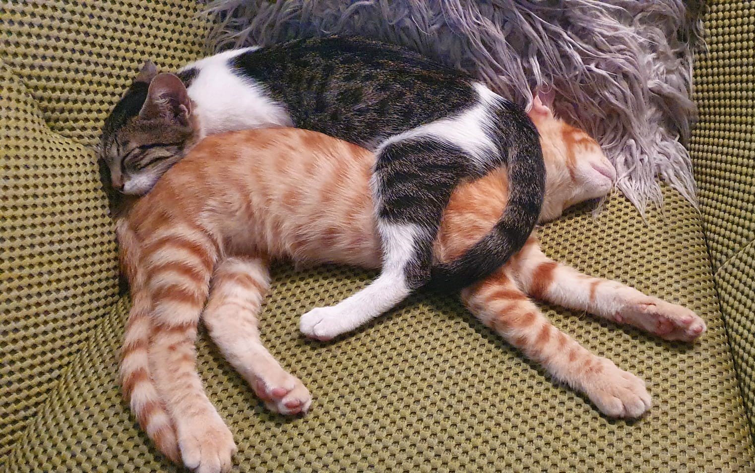 Both cats 2